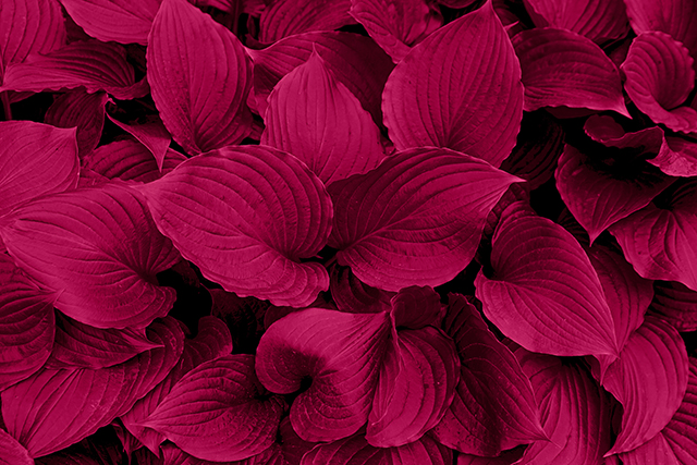PANTONEが選んだ今年の色、2023年は「ビバ・マゼンタ（Viva Magenta 